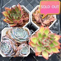 Real & Unique | A set of 4 succulents