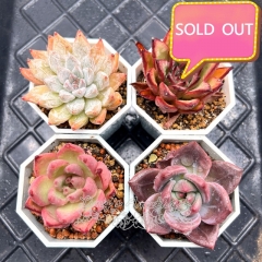 Real & Unique | A set of 4 succulents