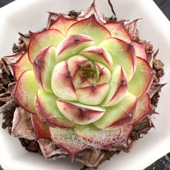 Real & Unique | Echeveria Queen ( Black Rose )