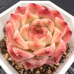 Real & Unique | Echeveria 'Crimson Peony'