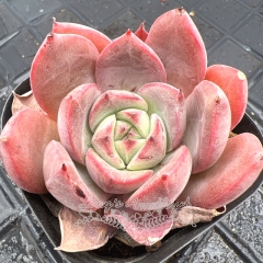 Real & Unique | Echeveria 'Jania'