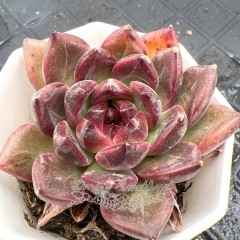 Real & Unique | Echeveria 'Queen of Black Roses' (Echeveria 'black rose' sp)