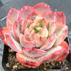 Real & Unique | Echeveria 'Shadow Rose'