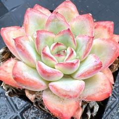 Real & Unique | Echeveria Hanatsukiyo