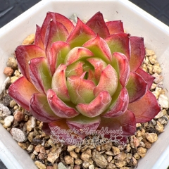 Real & Unique | Echeveria 'Crown Princess'