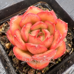 Real & Unique | Echeveria 'Peach Blossom'