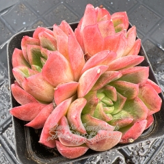 Real & Unique | Echeveria 'Burning Clouds'