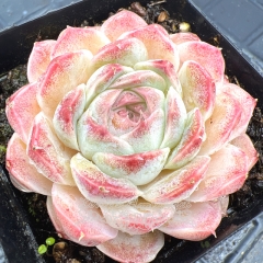 Real & Unique | Echeveria 'Strawberry Cream'