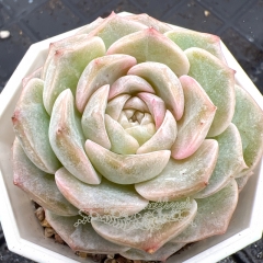 Real & Unique | Echeveria 'Pink love'