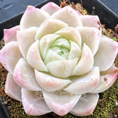 Real & Unique | Echeveria 'White Jade'