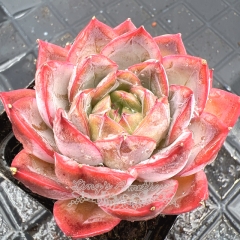 Real & Unique | Echeveria 'Shadow Rose'