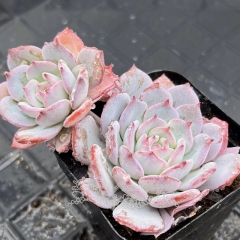 Real & Unique | Echeveria Laulensis × Echeveria laui