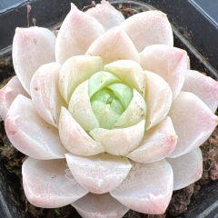 Real & Unique | Echeveria 'White Jade'