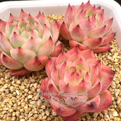 Real & Unique | Echeveria 'Pink Crystal' (a set of 3, each about 3.5cm)