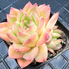 Real & Unique | Echeveria 'Chris'