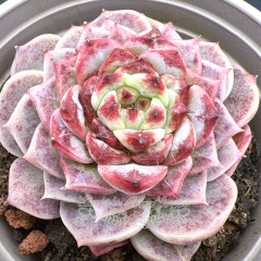 Live succulent plant | Echeveria 'Red Velvet'