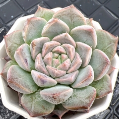 Real & Unique | Eecheveria 'Arthur'