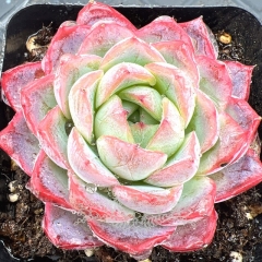 Live succulent plant | Echeveria 'Red Dress'