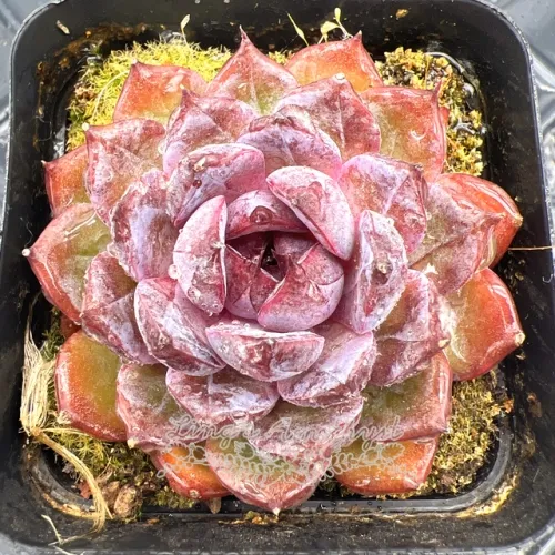 Live succulent plant | Echeveria 'Blueberry'