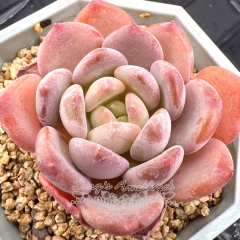 Real & Unique | Echeveria 'Pink Jenny'