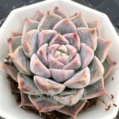 Real & Unique | Eecheveria 'Arthur'