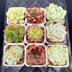 Real & Unique | A set of 9 succulents (mostly random hybrids)