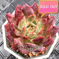 Real & Unique | Echeveria 'Biella'