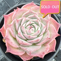 Real & Unique | Echeveria 'Sky World' × Echeveria 'Red Velvet'