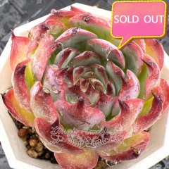 Real & Unique | Echeveria unnamed hybrid variety