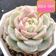 Real & Unique | Echeveria 'Pink love'