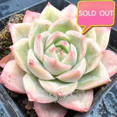 Real & Unique | Echeveria 'lotus fairy'