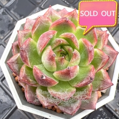 Real & Unique | Echeveria 'Biella'