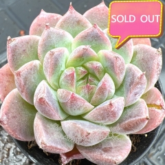 Real & Unique | Echeveria 'Dark star'