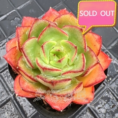 Real & Unique | Echeveria 'Colorful Rose'