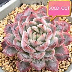 Real & Unique | Echeveria 'Red Cloud'