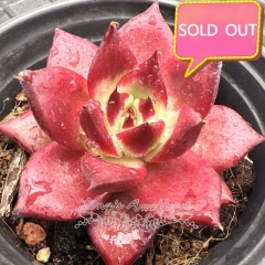 Real & Unique | Echeveria agavoides v Romeo Rubin