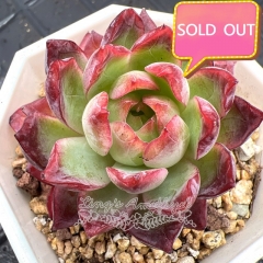 Real & Unique | Echeveria 'Crown Princess'