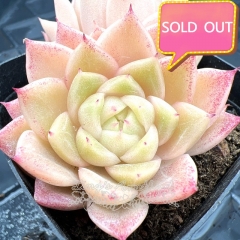 Real & Unique | Echeveria wheat straw