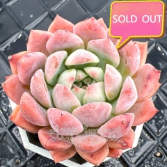 Real & Unique | Echeveria 'Peach Dream'/ 'Tao Meng'