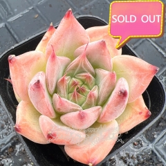 Real & Unique | Echeveria 'Bish'