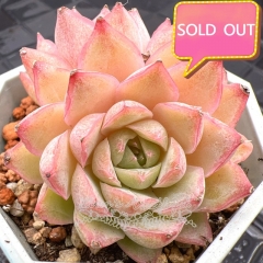 Real & Unique | Echeveria 'Loffey'