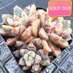 Real & Unique | Echeveria 'Alba Aloha' (blood warbler)