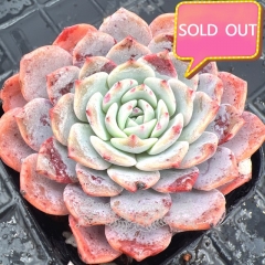 Real & Unique | Echeveria 'Godsend'