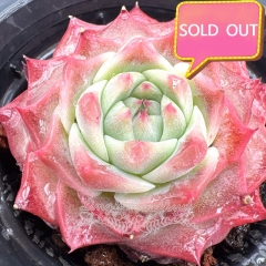 Real & Unique | Echeveria 'Sky World' × Echeveria 'Red Velvet'