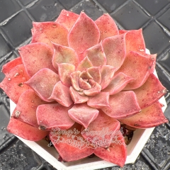 Real & Unique | Echeveria 'Ocean Star'