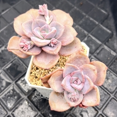 Real & Unique | xGraptoveria 'Mrs Richards'/Graptoveria 'Gypsy'