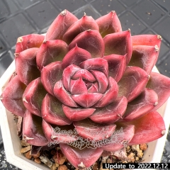 Real & Unique | Echeveria 'Tourmaline'