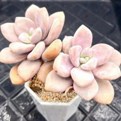 Real & Unique | 'peach frost' (Graptopetalum amethystinum (Rose)Walther × xPachyveria 'Powder Puff'）