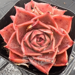 Real & Unique | Echeveria 'Red Rose'