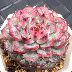 Real & Unique | Echeveria Marcel (Princess Seia)